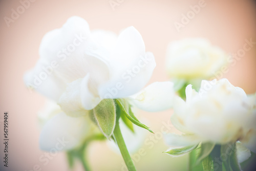 Blur Effect of White Rose