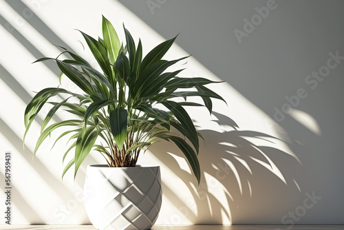 Morning sunlight shining through the leaves of a Dracaena loureiri plant in a planter next to a blank, white wall. backdrop, mockup, decoration with houseplants, Asian, and tropical. Generative AI