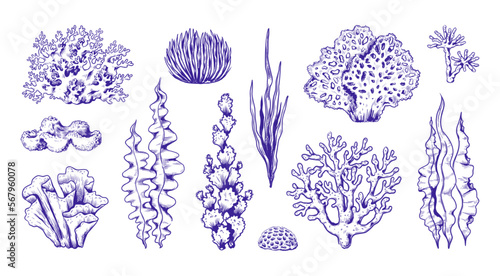 Hand drawn sea coral reef. Water algae and kelp, marine red and blue plants sketch style, underwater seaweeds, tropical ocean drawing. Aquarium decorative elements. Vector graphic icon set