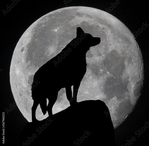 Silhouette of a wolf standing in front of a full moon
