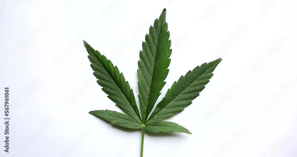 Green leaves of cannabis on a white background Green leaves of cannabis on a white background