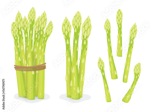 Fresh asparagus on a white background, Food hand drawn, vector illustration.
