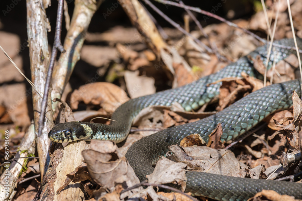 Fototapeta premium Grass snake lying on the ground and basking