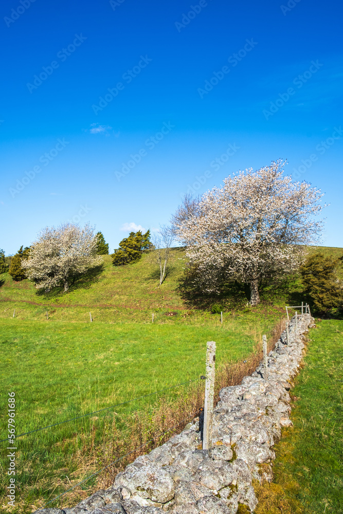 Stone wall on a meadow in a beautiful rural landscape in the springtime Stone wall on a meadow in a beautiful rural landscape in the springtime