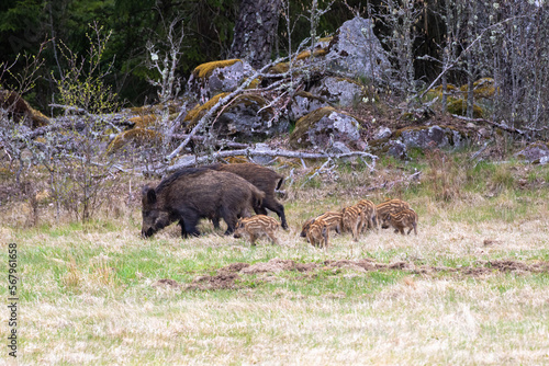 Wild boars with cute piglets by the forest edge