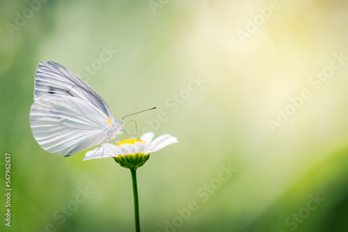 butterfly on daisy