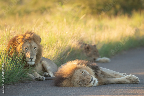 African lions - Panthera leo  male sleeping on road. Photo from Kruger National Park in South Africa. 