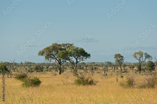 Landscape with the three from Kruger National Park South Africa in sunny weather.