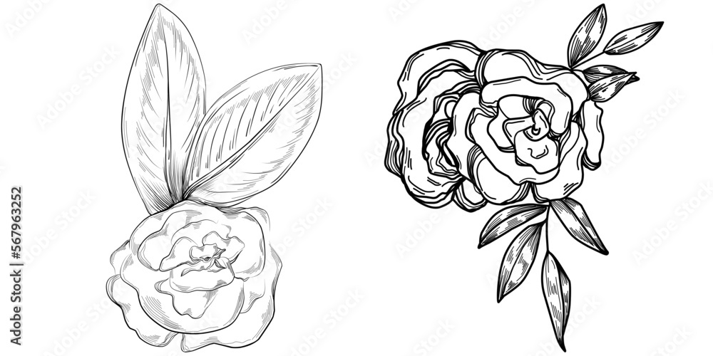 Vector Flowers summer. Isolated botanical flower, leaves. Black and white engraved sketch ink art. Leaf plant botanical garden floral foliage. Wildflower drawing leaf illustration element. Vector Flowers summer. Isolated botanical flower, leaves. Black and white engraved sketch ink art. Leaf plant botanical garden floral foliage. Wildflower drawing leaf illustration element.