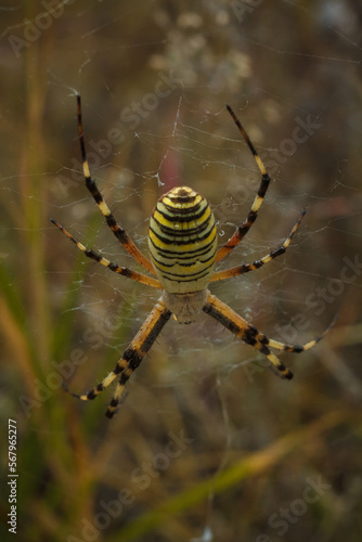Beautiful yellow and black striped Agriope bruennichi spider in its web, soft focused macro shot