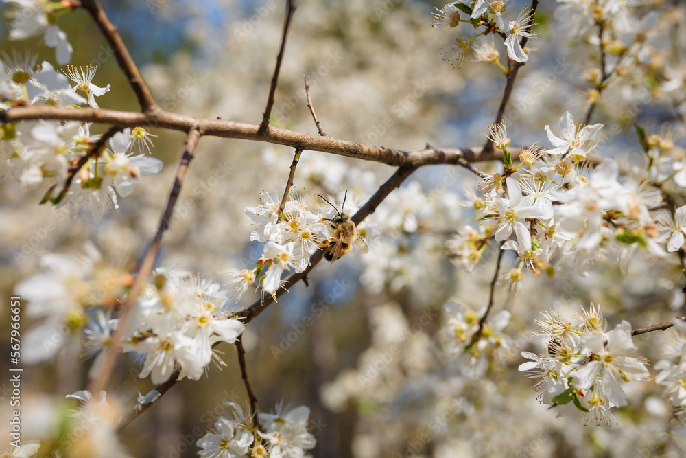 soft focused shot of bee collecting pollen from flowers of blooming cherry or plum tree, insect in pollination process on blossoming plant soft focused shot of bee collecting pollen from flowers of blooming cherry or plum tree, insect in pollination process on blossoming plant