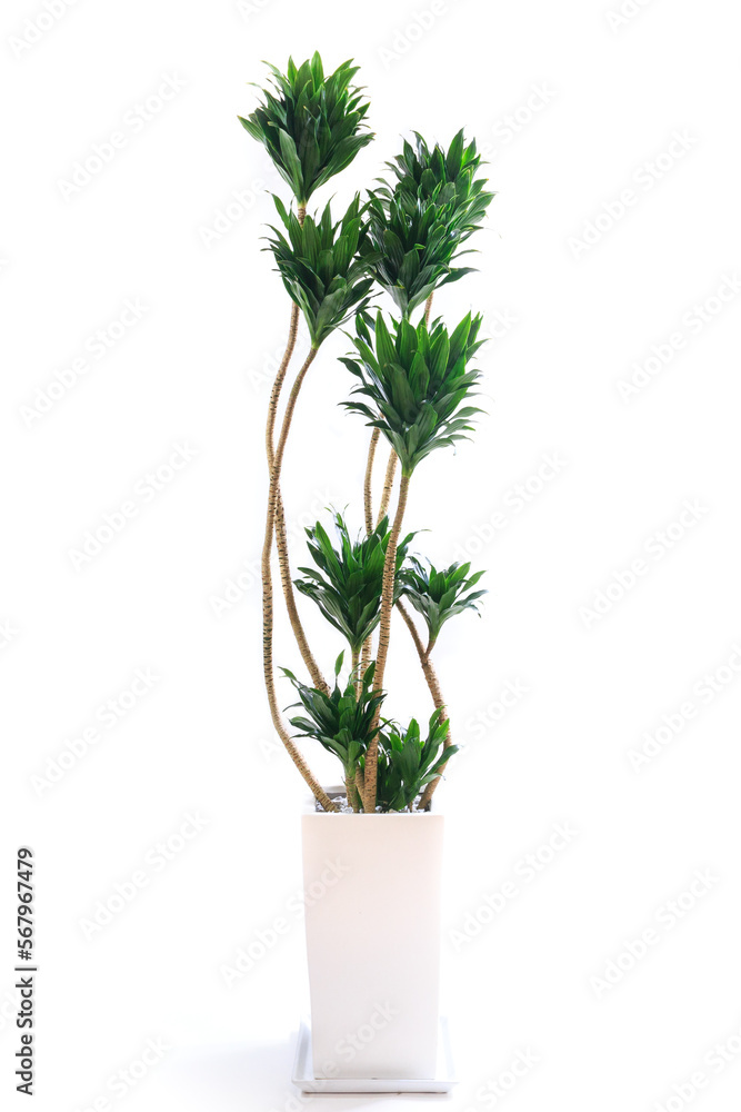 観葉植物、ドラセナ・コンパクタの鉢植え【白背景】