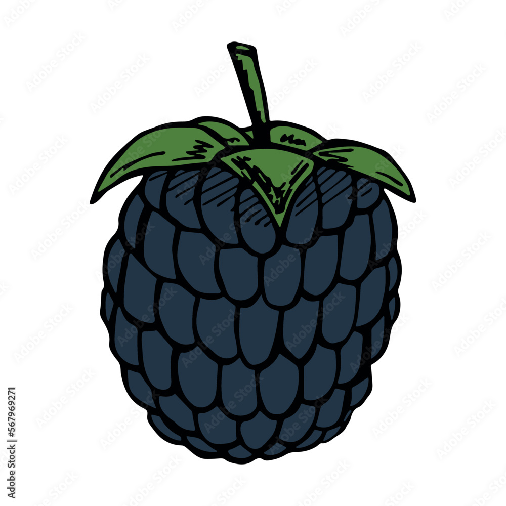 Vector blackberry clipart. Hand drawn berry icon. Fruit illustration. For print, web, design, decor, logo. Vector blackberry clipart. Hand drawn berry icon. Fruit illustration. For print, web, design, decor, logo.