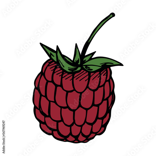 Vector raspberry clipart. Hand drawn berry icon. Fruit illustration. For print, web, design, decor, logo.