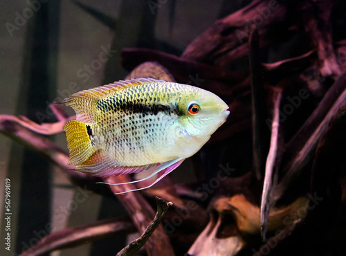 Mesonauta the flag cichlids (Latin Mesonauta festivus).
 This is a beautiful cichlid. One of the distinguishing features is a black stripe that goes from her mouth, through her entire body and dorsal 