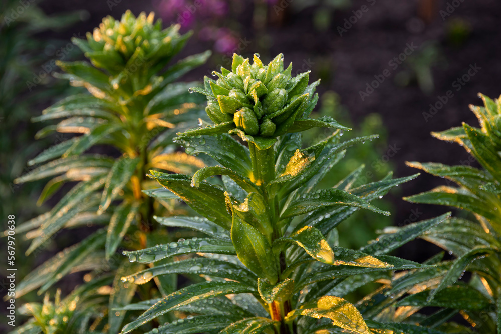 The green leaves of the lily are covered with raindrops in summer The green leaves of the lily are covered with raindrops in summer