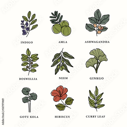 Line art ayurvedic plants set
