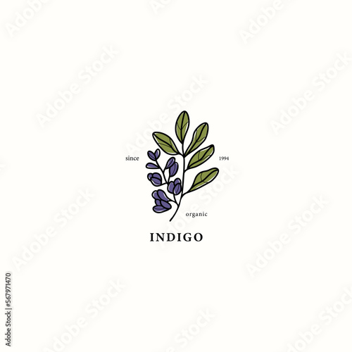 Line art indigo plant drawing