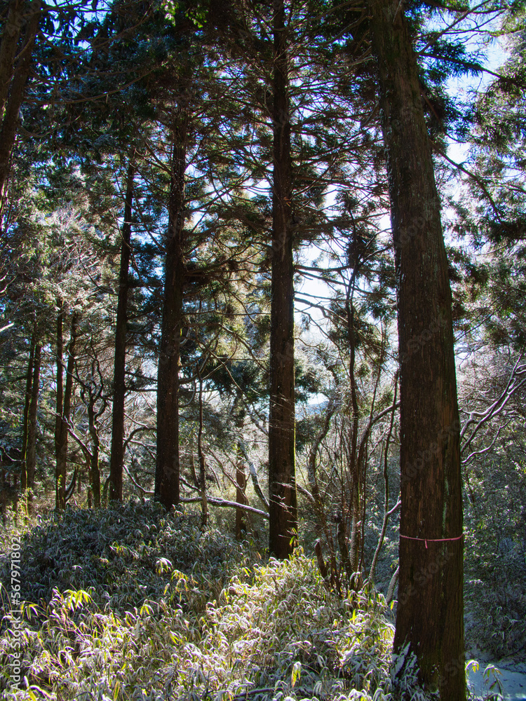 Fototapeta premium 雪の旧東海道