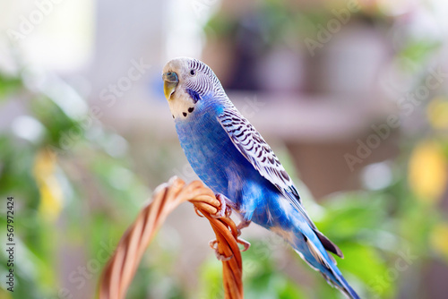 Εκτύπωση καμβά A homemade budgie on a walk around the apartment