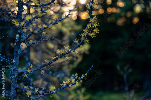 Bright yellow larch trees in the morning sun. Lake O’Hara, Yoho national Park, Canadian Rockies. photo