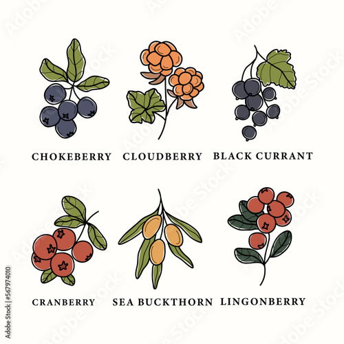 Collection of line art berries