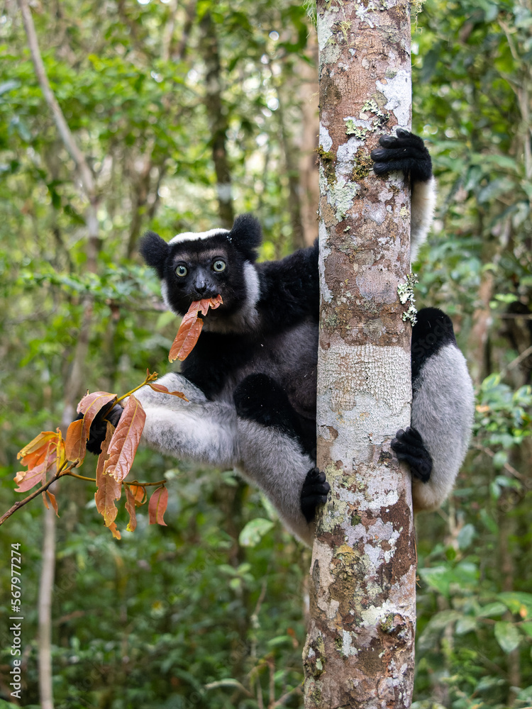 Indri, Indri indri. It clings to the thick trunk and eats the leaves. Mantadia National Park. Madagascar