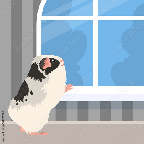 A happy Guinea Pig looking out the window. Pet waiting for the owner, to return home.