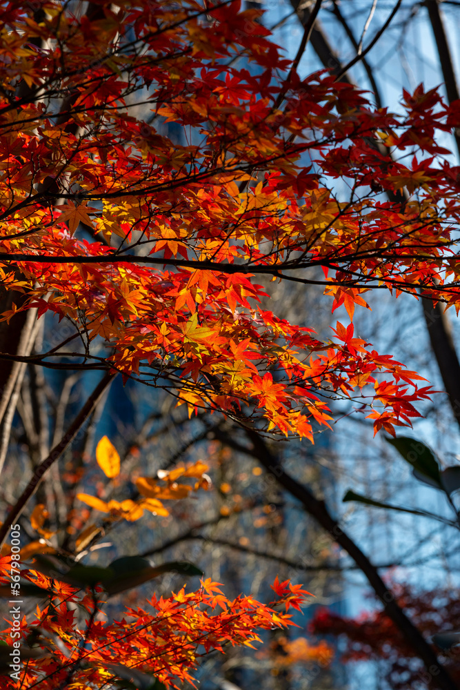 Early Winter leaves and flowers in Tokyo Japan Early Winter leaves and flowers in Tokyo Japan