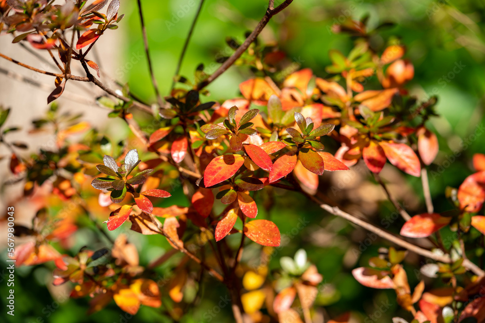 Obraz premium Early Winter leaves and flowers in Tokyo Japan