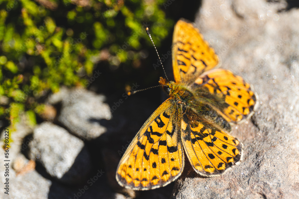 Obraz premium butterfly on a stone