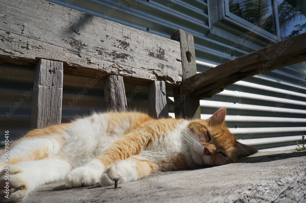 cat cat