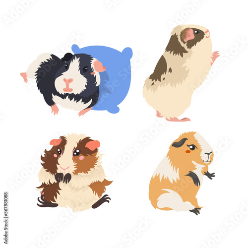 Collection of happy Guinea pigs.  Isolated domestic cavies 