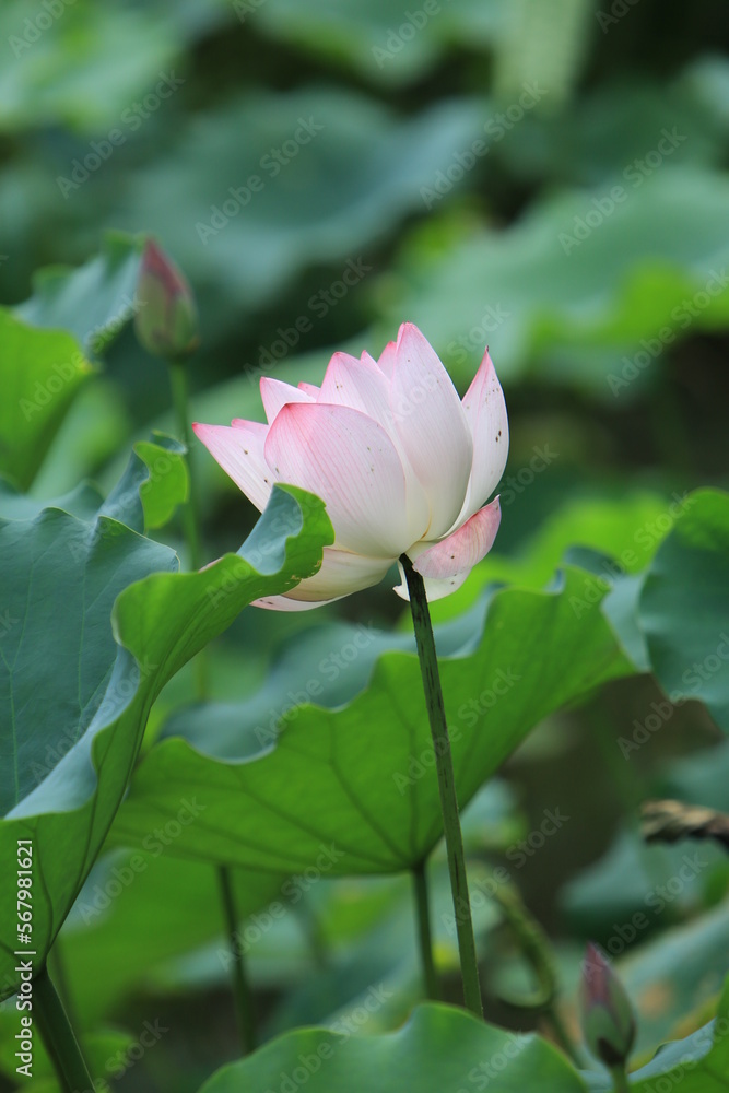Beautiful pink lotus flower in the lake