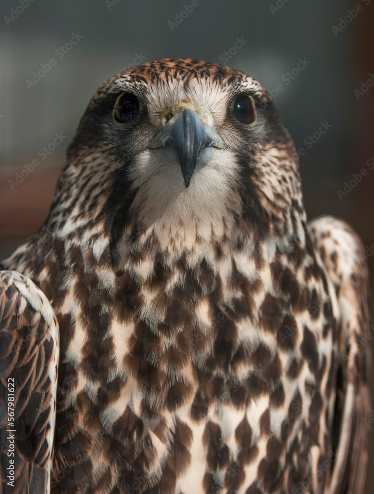 Falke (lat. Falco) Falke (lat. Falco)