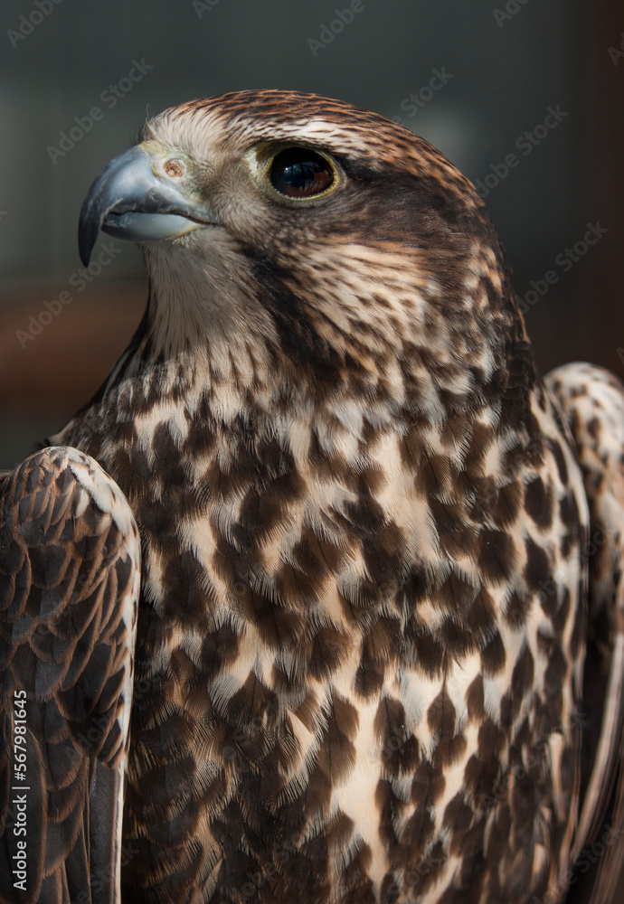 Falke (lat. Falco) Falke (lat. Falco)