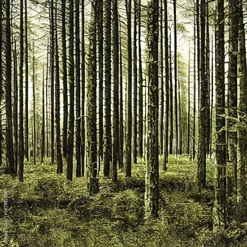 3d illustration of forest