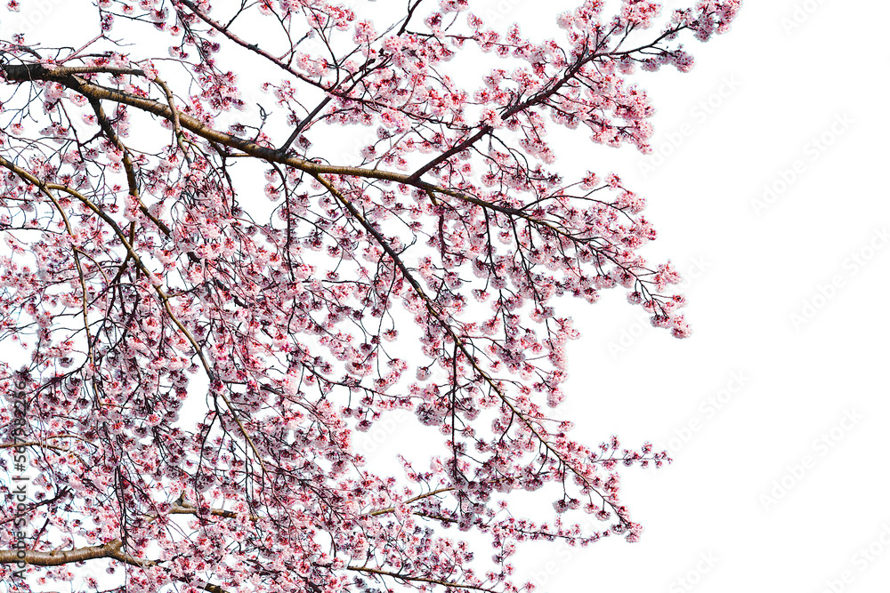 Pink cherry blossom blooming isolated on white background. Pink cherry blossom blooming isolated on white background.