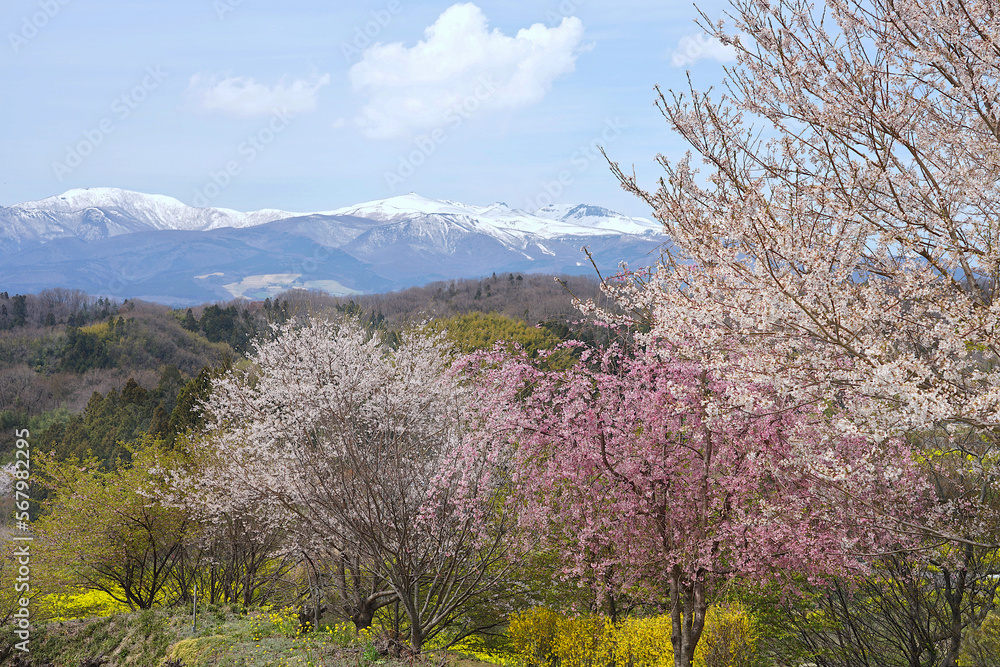 Snowy peak mountain views with beautiful cherry blossom trees in spring of Japan.