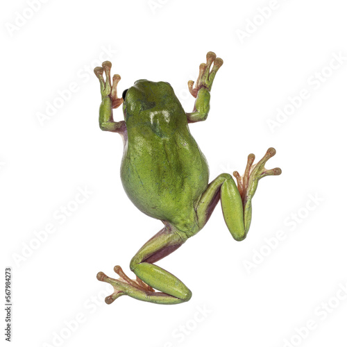 Top view of Green tree frog aka Ranoidea caerulea. Isolated cutout on a transparent background.