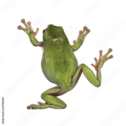 Photography Backside view of jumping Green tree frog aka Ranoidea caerulea