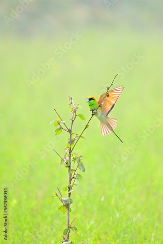 Tiny beautiful bird(Green bee-eater) on flower branch