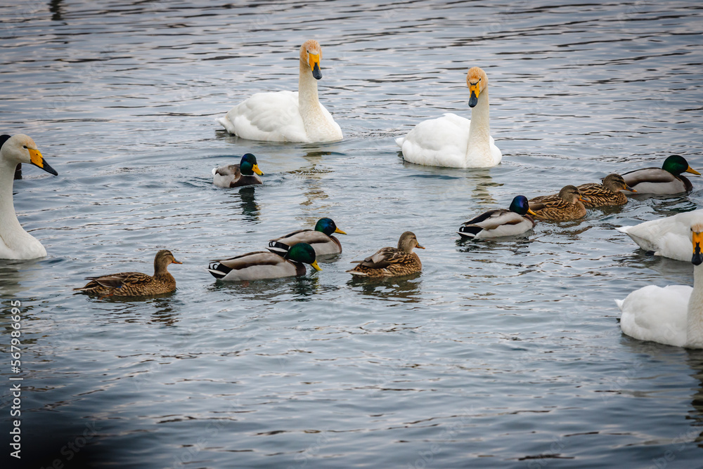 Whooper swans wintering on a lake in the Altai Territory Whooper swans wintering on a lake in the Altai Territory