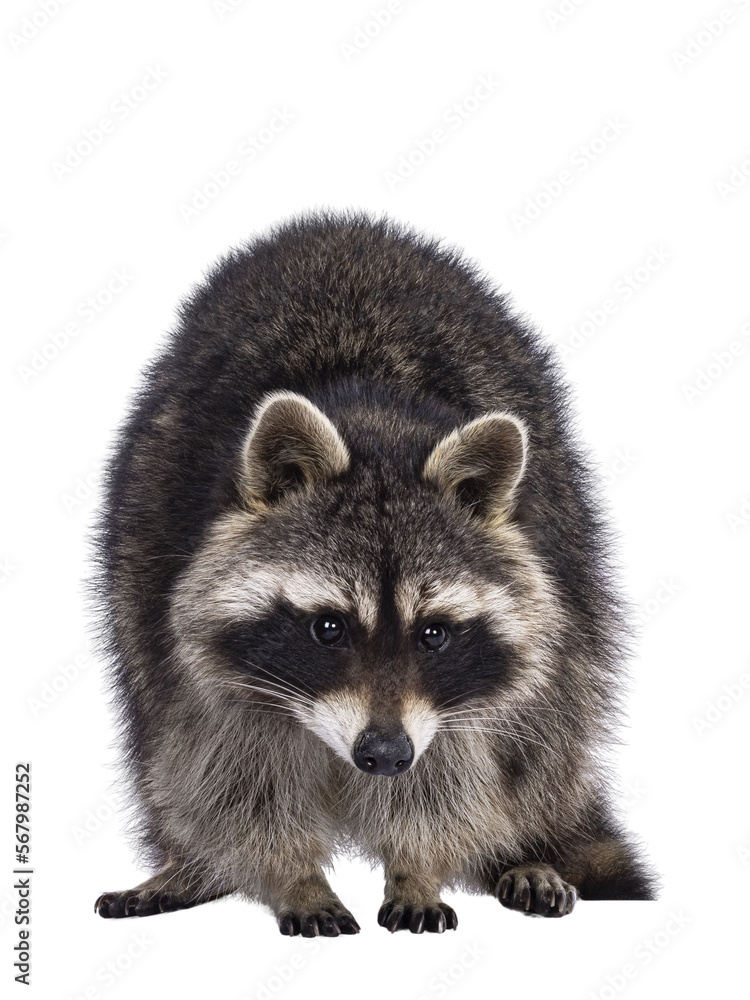 Head shot of cute Raccoon aka procyon lotor, standing facing front. Looking to strawberry on the ground. Isolated cutout on a transparent background. Head shot of cute Raccoon aka procyon lotor, standing facing front. Looking to strawberry on the ground. Isolated cutout on a transparent background.