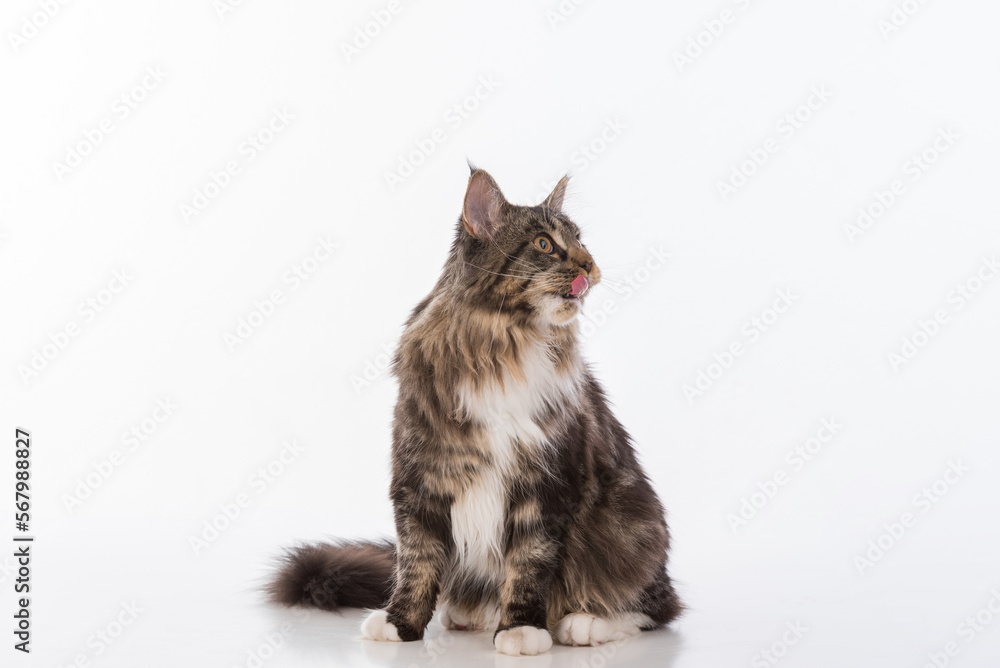 Curious Gray Maine Coon Cat Sitting on White Desk with Reflection. White Background. Tongue Out Curious Gray Maine Coon Cat Sitting on White Desk with Reflection. White Background. Tongue Out