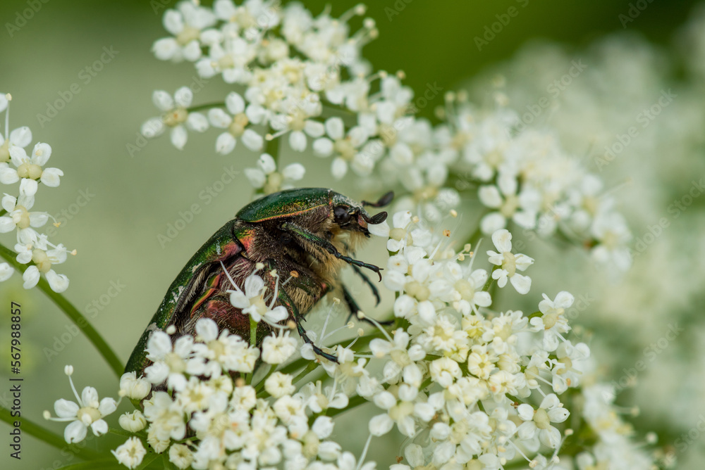 Green Rose Chafer, Cetonia Aurata, feeding Bishop's weed, Macro. Shallow DOF. Green Rose Chafer, Cetonia Aurata, feeding Bishop's weed, Macro. Shallow DOF.