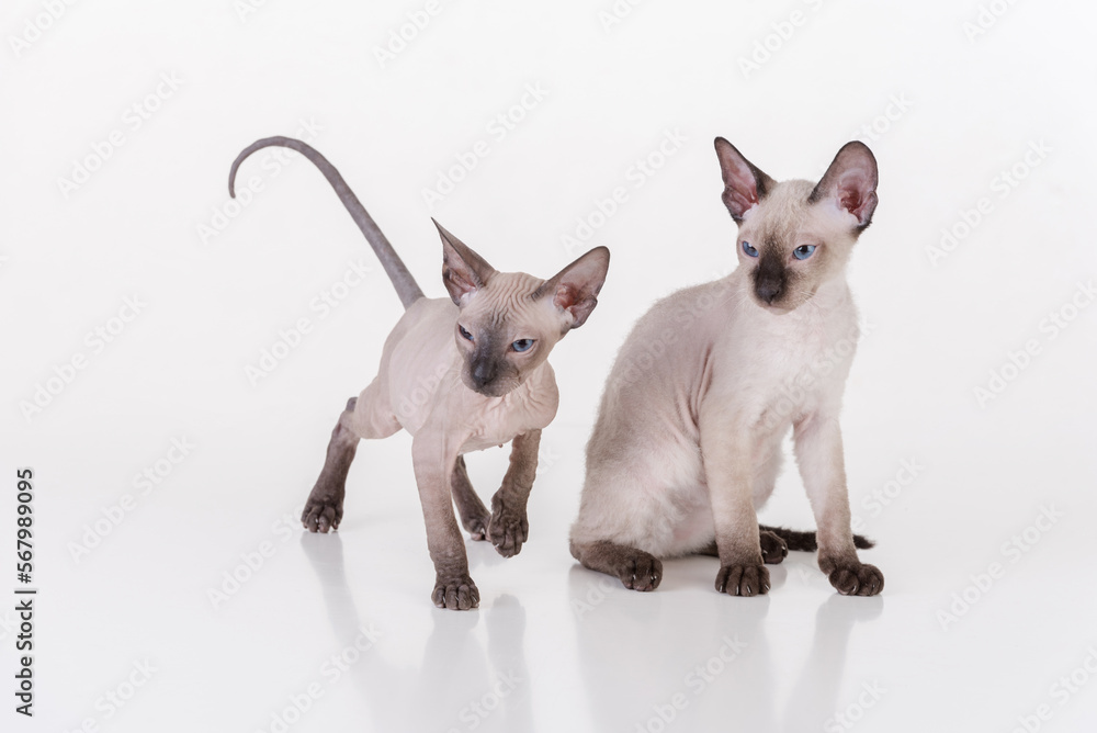 Two Curious Peterbald or Donskoy Sphynx Cats Standing on the white table with reflection and white background Two Curious Peterbald or Donskoy Sphynx Cats Standing on the white table with reflection and white background