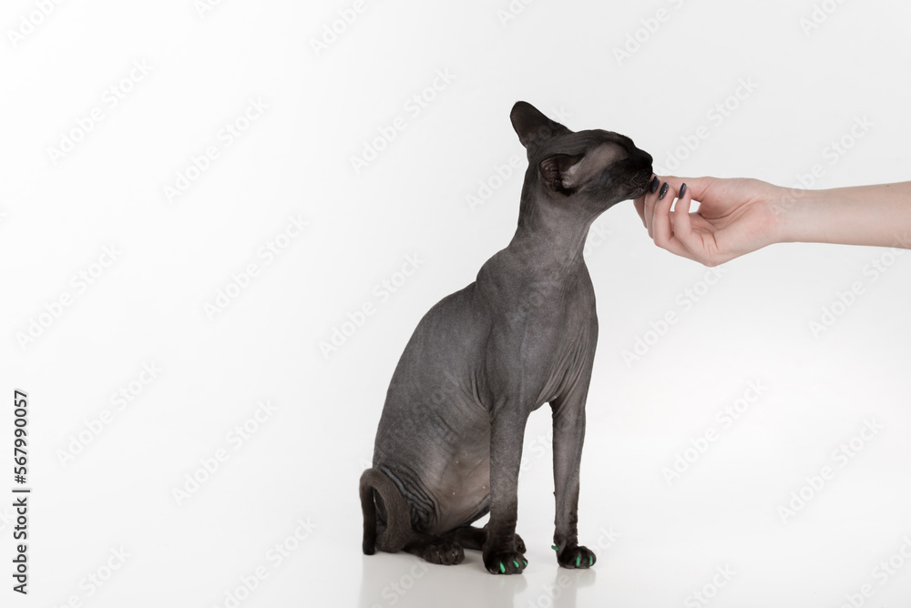 Curious Black Sphynx Cat with green nails. Woman Hand Offer Food. White background with reflection. Curious Black Sphynx Cat with green nails. Woman Hand Offer Food. White background with reflection.