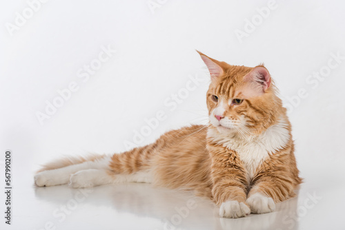 Curious Maine Coon Cat Sitting on the White Table with Reflection. White Background. Looking Down.