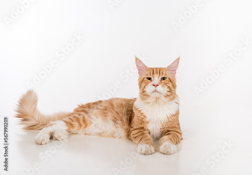 Curious Maine Coon Cat Lying on the White Table with Reflection. White Background. Open Mouth